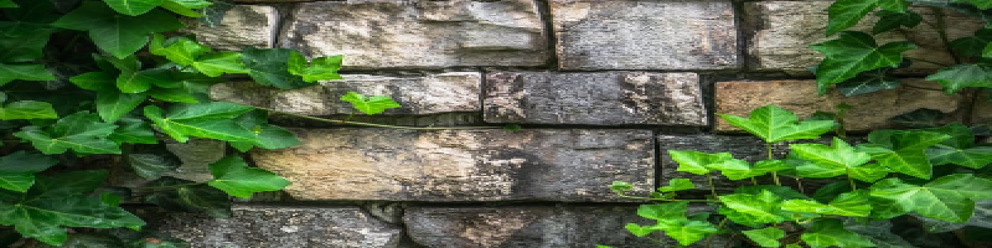 प्रेमगुप्ता मानी की कहानी-  क़िस्सा बाँके बाबू के जाने का